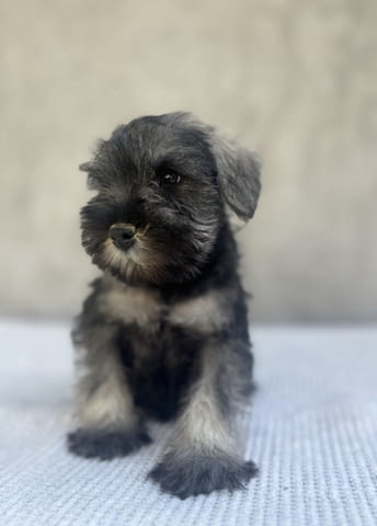 Miniature schnauzers Шнауцер мини - град Извън България | Кучета