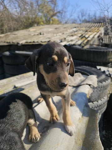Малки Ротвайлери 2 месеца, Ваксинирано - Да, Обезпаразитено - Да - град Хасково | Кучета - снимка 1