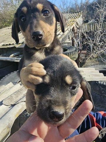 Малки Ротвайлери 2 месеца, Ваксинирано - Да, Обезпаразитено - Да - град Хасково | Кучета - снимка 2