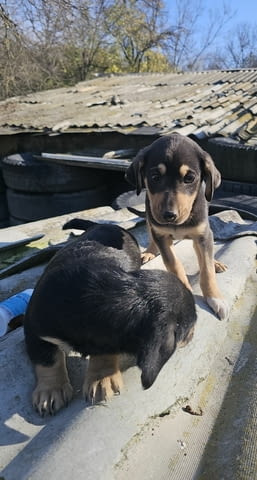 Малки Ротвайлери 2 месеца, Ваксинирано - Да, Обезпаразитено - Да - град Хасково | Кучета - снимка 3