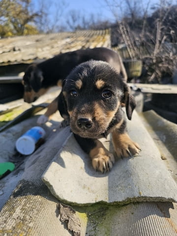 Малки Ротвайлери 2 месеца, Ваксинирано - Да, Обезпаразитено - Да - град Хасково | Кучета - снимка 4