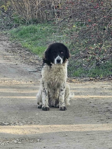 Каракачанка Каракачанско куче (БОК), 1 година, За разплод - Да - град Хасково | Кучета - снимка 1