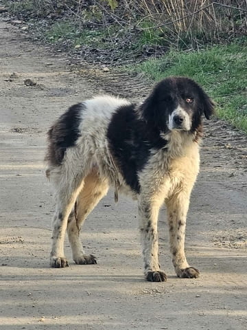 Каракачанка Каракачанско куче (БОК), 1 година, За разплод - Да - град Хасково | Кучета - снимка 2