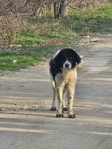 Каракачанка Каракачанско куче (БОК), 1 година, За разплод - Да - град Хасково | Кучета - снимка 3