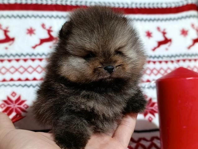Померан шпиц, женски кученца Pomeranian, Vaccinated - Yes, Dewormed - Yes - city of Sofia | Dogs - снимка 2