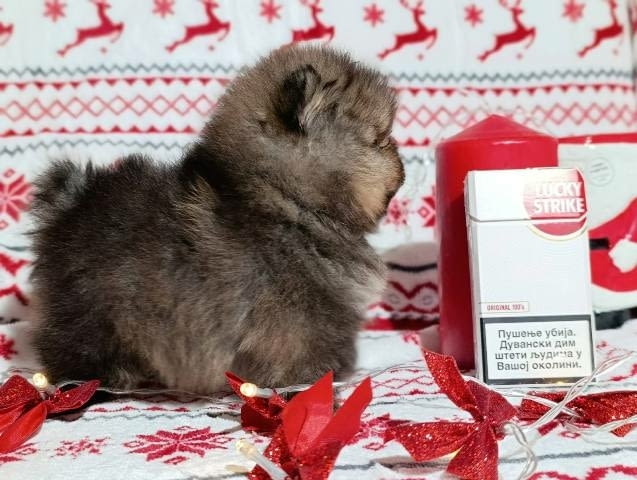 Померан шпиц, женски кученца Pomeranian, Vaccinated - Yes, Dewormed - Yes - city of Sofia | Dogs - снимка 3