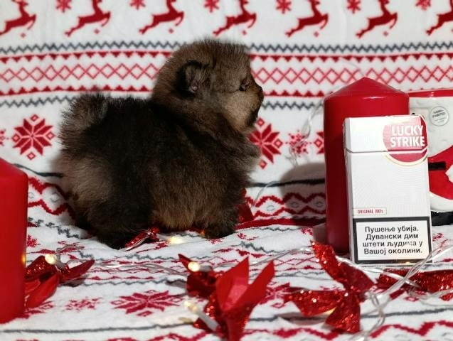 Померан шпиц, женски кученца Pomeranian, Vaccinated - Yes, Dewormed - Yes - city of Sofia | Dogs - снимка 4