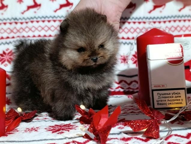 Померан шпиц, женски кученца Pomeranian, Vaccinated - Yes, Dewormed - Yes - city of Sofia | Dogs - снимка 5