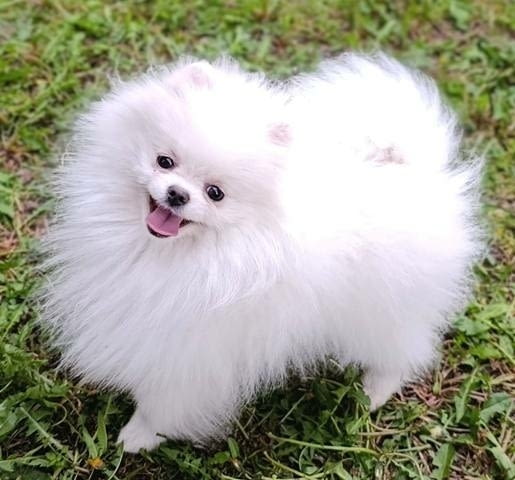 Померан шпиц, женски кученца Pomeranian, Vaccinated - Yes, Dewormed - Yes - city of Sofia | Dogs - снимка 6