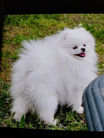 Померан шпиц, женски кученца Pomeranian, Vaccinated - Yes, Dewormed - Yes - city of Sofia | Dogs - снимка 7
