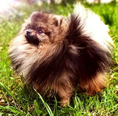 Померан шпиц, женски кученца Pomeranian, Vaccinated - Yes, Dewormed - Yes - city of Sofia | Dogs - снимка 8