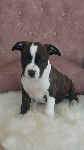 Кученца Американски стафордширски териер 3 месеца, Ваксинирано - Да, Обезпаразитено - Да - град Извън България | Кучета - снимка 2