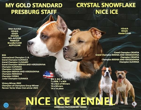 Американски стафордширски териер 2 месеца, Ваксинирано - Да, Обезпаразитено - Да - град Извън България | Кучета - снимка 1