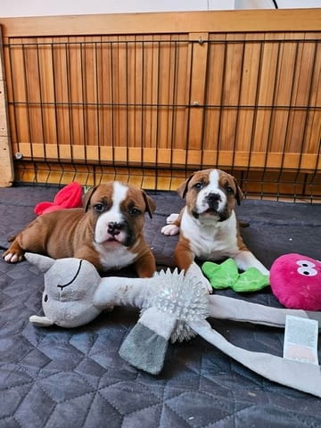 Американски стафордширски териер 2 месеца, Ваксинирано - Да, Обезпаразитено - Да - град Извън България | Кучета - снимка 2