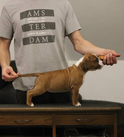 Американски стафордширски териер 2 месеца, Ваксинирано - Да, Обезпаразитено - Да - град Извън България | Кучета - снимка 3