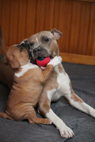 Американски стафордширски териер 2 месеца, Ваксинирано - Да, Обезпаразитено - Да - град Извън България | Кучета - снимка 4