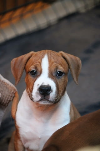 Американски стафордширски териер 2 месеца, Ваксинирано - Да, Обезпаразитено - Да - град Извън България | Кучета - снимка 5