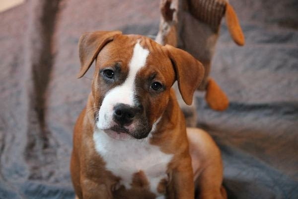 Американски стафордширски териер 2 месеца, Ваксинирано - Да, Обезпаразитено - Да - град Извън България | Кучета - снимка 6