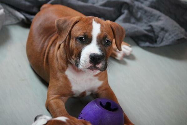 Американски стафордширски териер 2 месеца, Ваксинирано - Да, Обезпаразитено - Да - град Извън България | Кучета - снимка 7