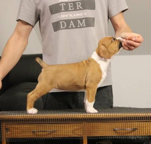 Американски стафордширски териер 2 месеца, Ваксинирано - Да, Обезпаразитено - Да - град Извън България | Кучета - снимка 8