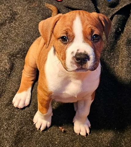 Американски стафордширски териер 2 месеца, Ваксинирано - Да, Обезпаразитено - Да - град Извън България | Кучета - снимка 9