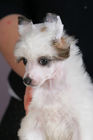 Китайско чубато куче кученца Китайско голо качулато куче, Ваксинирано - Да, Обезпаразитено - Да - град Извън България | Кучета - снимка 1