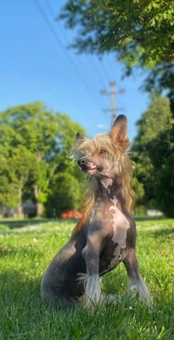 Китайско чубато куче кученца Китайско голо качулато куче, Ваксинирано - Да, Обезпаразитено - Да - град Извън България | Кучета - снимка 2