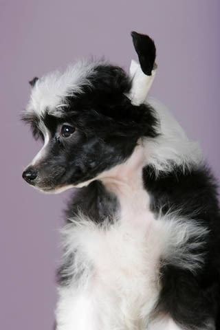 Китайско чубато куче кученца Китайско голо качулато куче, Ваксинирано - Да, Обезпаразитено - Да - град Извън България | Кучета - снимка 3