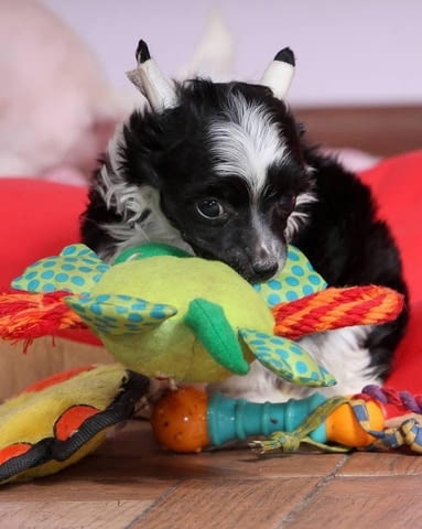 Китайско чубато куче кученца Китайско голо качулато куче, Ваксинирано - Да, Обезпаразитено - Да - град Извън България | Кучета - снимка 4