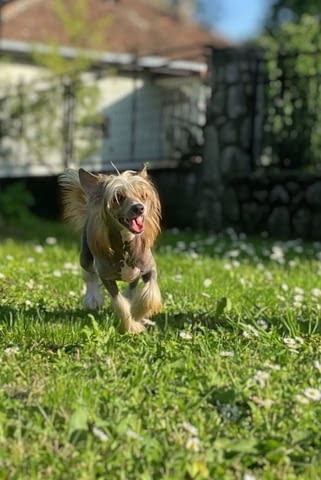 Китайско чубато куче кученца Китайско голо качулато куче, Ваксинирано - Да, Обезпаразитено - Да - град Извън България | Кучета - снимка 5