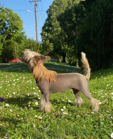 Китайско чубато куче кученца Китайско голо качулато куче, Ваксинирано - Да, Обезпаразитено - Да - град Извън България | Кучета - снимка 6