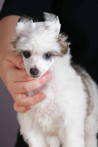 Китайско чубато куче кученца Китайско голо качулато куче, Ваксинирано - Да, Обезпаразитено - Да - град Извън България | Кучета - снимка 7