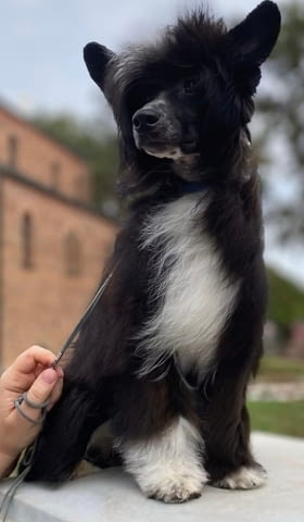 Китайско чубато куче кученца Китайско голо качулато куче, Ваксинирано - Да, Обезпаразитено - Да - град Извън България | Кучета - снимка 8