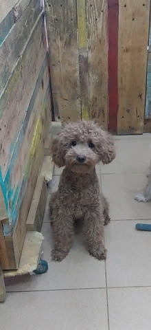 Мини пудел Пудел мини, Ваксинирано - Да, Обезпаразитено - Да - град Варна | Кучета - снимка 1