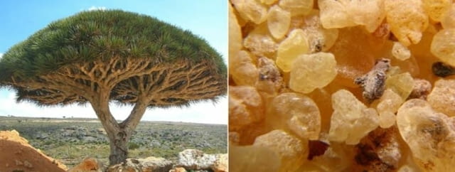 Бял Тамян донесен от ОМАН 100% натурален !!!, град Пловдив | Билкови Продукти - снимка 3