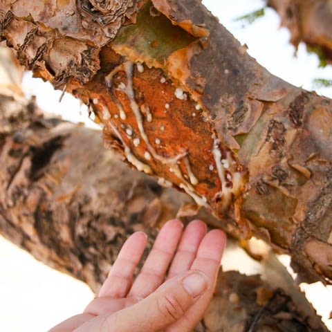 Бял Тамян донесен от ОМАН 100% натурален !!!, град Пловдив | Билкови Продукти - снимка 4