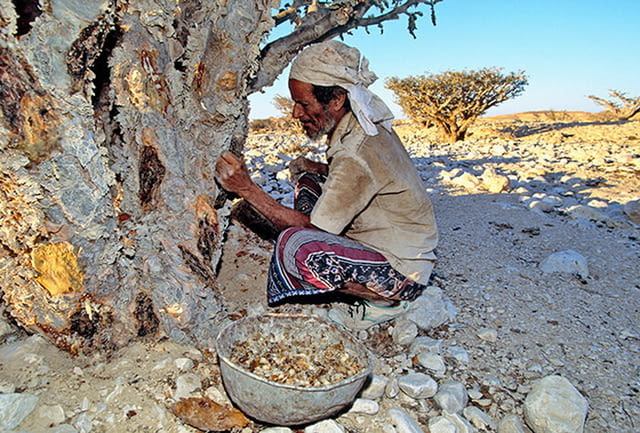 Бял Тамян донесен от ОМАН 100% натурален !!!, град Пловдив | Билкови Продукти - снимка 5