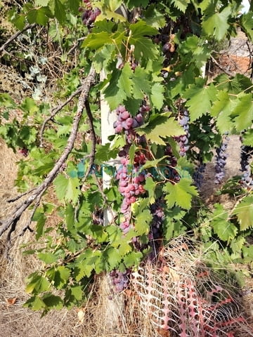 Ремонтирана къща в с. Ябълково, община Димитровград, обл. Хасково - снимка 8