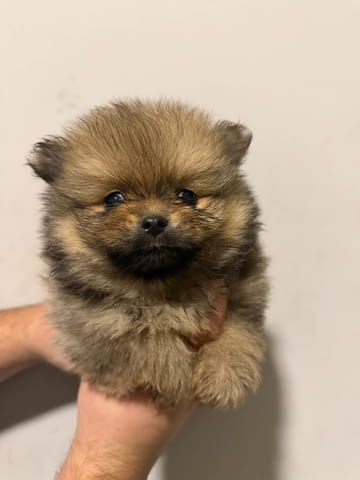 Pomeranian puppies for sale Померан (Малък английски шпиц) - град Извън България | Кучета