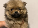 Pomeranian puppies for sale
