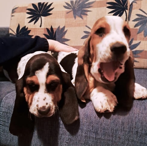 We offer Basset puppies Басенджи - град Извън България | Кучета - снимка 1