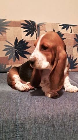 We offer Basset puppies Басенджи - град Извън България | Кучета - снимка 2