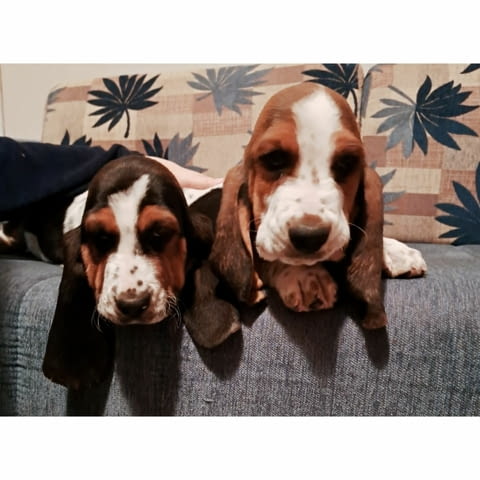 We offer Basset puppies Басенджи - град Извън България | Кучета - снимка 3