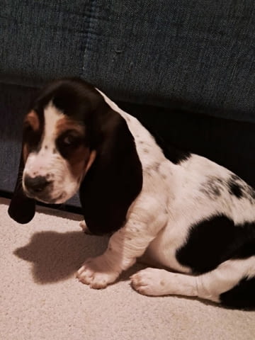We offer Basset puppies Басенджи - град Извън България | Кучета - снимка 4