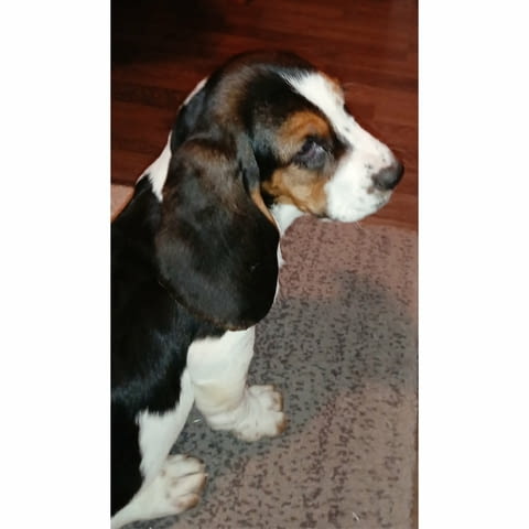 We offer Basset puppies Басенджи - град Извън България | Кучета - снимка 5