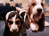 We offer Basset puppies