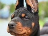Кученца доберман, черно-кафяви