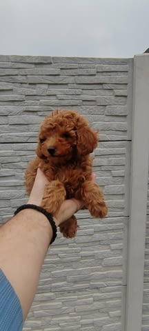 Poodles Toy Poodle - city of Izvun Bulgaria | Dogs - снимка 1