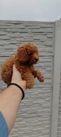 Poodles Toy Poodle - city of Izvun Bulgaria | Dogs - снимка 2