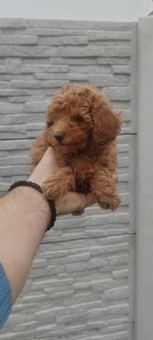 Poodles Toy Poodle - city of Izvun Bulgaria | Dogs - снимка 3